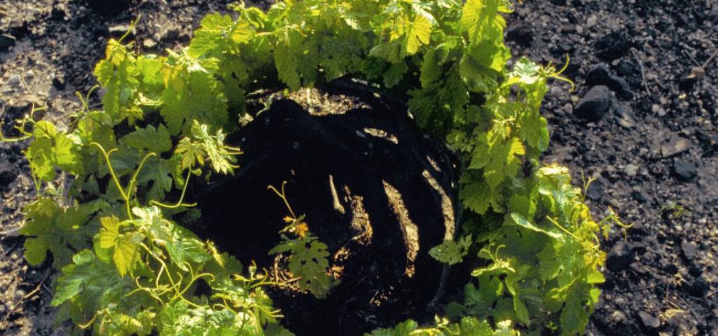 Premia sold winery in Santorini island for €6,5M Premia sold winery in Santorini island for €6,5M